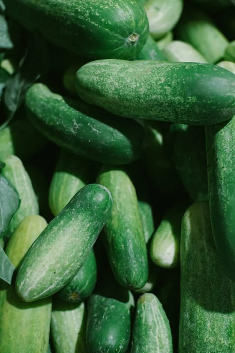 Fresh Hybrid Cucumber (Kheera) 500g