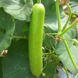 louki (bottle gourd)
